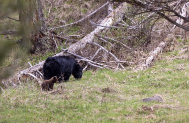 Yellowstone Ulusal Parkı Wyoming 'de baharda bir siyah ayı eker ve yavrusu olur.