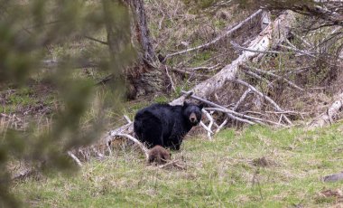 Yellowstone Ulusal Parkı Wyoming 'de baharda bir siyah ayı eker ve yavrusu olur.