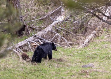 Yellowstone Ulusal Parkı Wyoming 'de baharda bir siyah ayı eker ve yavrusu olur.
