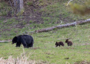 Yellowstone Ulusal Parkı Wyoming 'de baharda bir siyah ayı eker ve yavrusu olur.