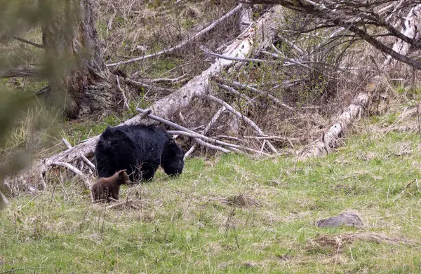 Yellowstone Ulusal Parkı Wyoming 'de baharda bir siyah ayı eker ve yavrusu olur.