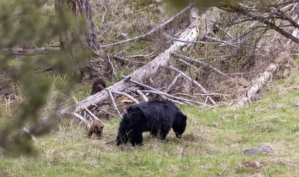 Yellowstone Ulusal Parkı Wyoming 'de baharda bir siyah ayı eker ve yavrusu olur.