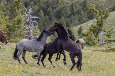 Vahşi atlar yazın Pryor Dağları 'nda savaşıyor Montana' da