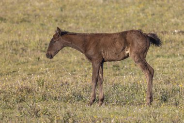Yazın Montana 'daki Pryor Dağları' nda şirin bir at yavrusu.