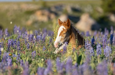 Yazın Montana 'daki Pryor Dağları' nda şirin bir at yavrusu.