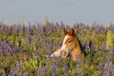 Yazın Montana 'daki Pryor Dağları' nda şirin bir at yavrusu.