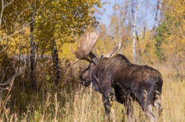 Wyoming 'de sonbaharda tekdüze bir geyik sürüsü.