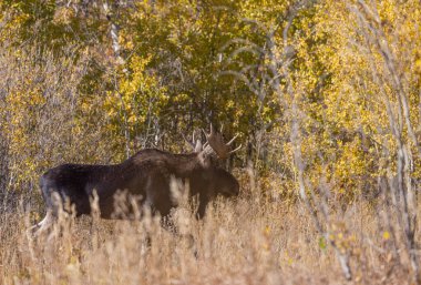 Wyoming 'de sonbaharda tekdüze bir geyik sürüsü.