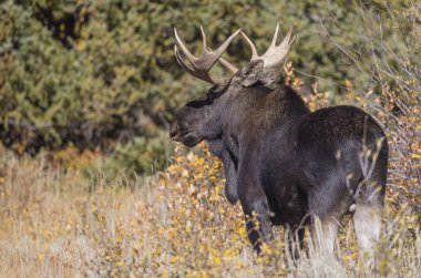 Wyoming 'de sonbaharda tekdüze bir geyik sürüsü.