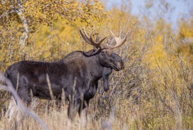 Wyoming 'de sonbaharda tekdüze bir geyik sürüsü.