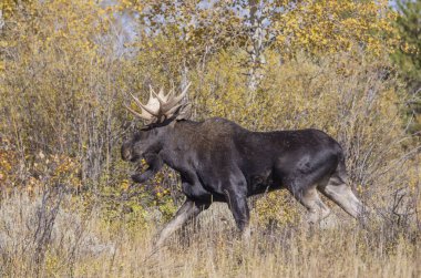 Wyoming 'de sonbaharda tekdüze bir geyik sürüsü.