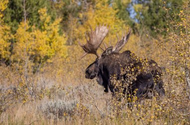 Wyoming 'de sonbaharda tekdüze bir geyik sürüsü.