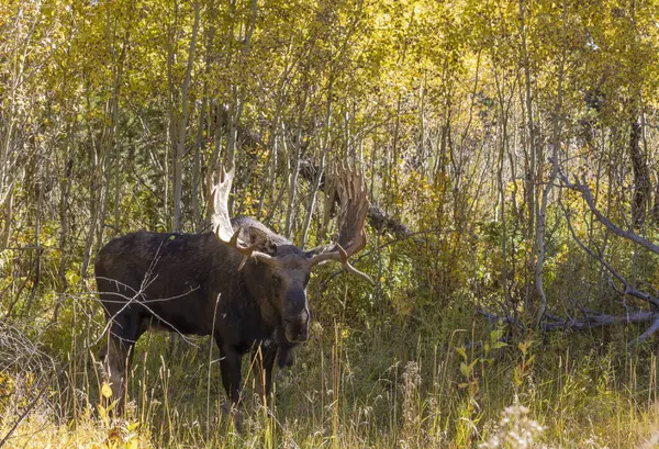 Wyoming 'de sonbaharda tekdüze bir geyik sürüsü.