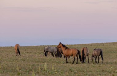 wild horses in summer in the Pryor Mountains Montana