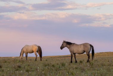 wild horses in summer in the Pryor Mountains Montana