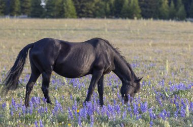 Yazın Montana 'daki Pryor Dağları' nda vahşi bir at