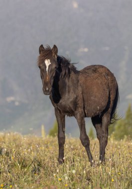 Yazın Montana 'daki Pryor Dağları' nda vahşi bir at