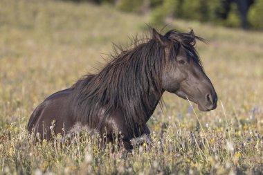 Yazın Montana 'daki Pryor Dağları' nda vahşi bir at
