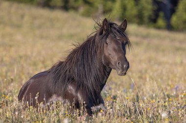Yazın Montana 'daki Pryor Dağları' nda vahşi bir at