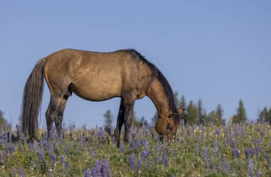 Yazın Montana 'daki Pryor Dağları' nda vahşi bir at