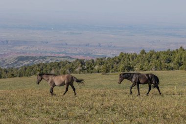 Yazın Montana 'daki Pryor Dağları' nda vahşi atlar