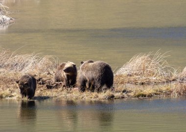 Baharda Yellowstone Ulusal Parkı 'nda bir boz ayı ve yavruları var.