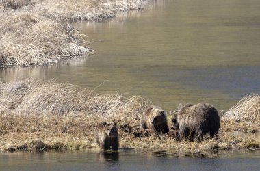 Baharda Yellowstone Ulusal Parkı 'nda bir boz ayı ve yavruları var.