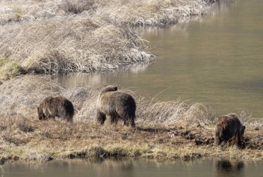 Baharda Yellowstone Ulusal Parkı 'nda bir boz ayı ve yavruları var.
