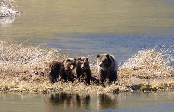 Baharda Yellowstone Ulusal Parkı 'nda bir boz ayı ve yavruları var.