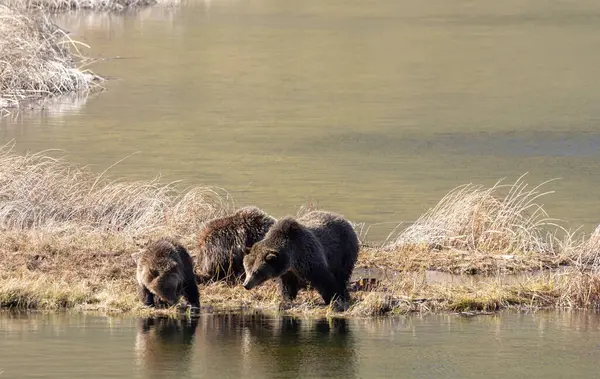 Baharda Yellowstone Ulusal Parkı 'nda bir boz ayı ve yavruları var.