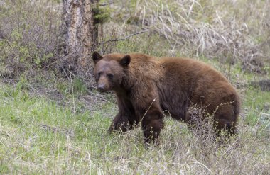 Baharda Yellowstone Naitonal Park Wyoming 'de bir kara ayı.