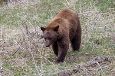 Baharda Yellowstone Naitonal Park Wyoming 'de bir kara ayı.