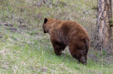 Baharda Yellowstone Naitonal Park Wyoming 'de bir kara ayı.