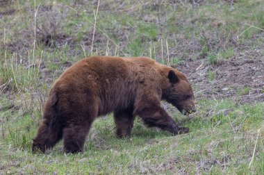 Baharda Yellowstone Naitonal Park Wyoming 'de bir kara ayı.
