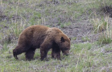 Baharda Yellowstone Naitonal Park Wyoming 'de bir kara ayı.