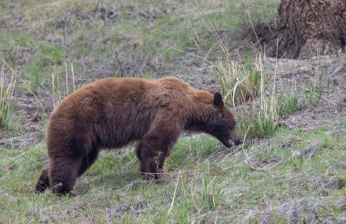 Baharda Yellowstone Naitonal Park Wyoming 'de bir kara ayı.