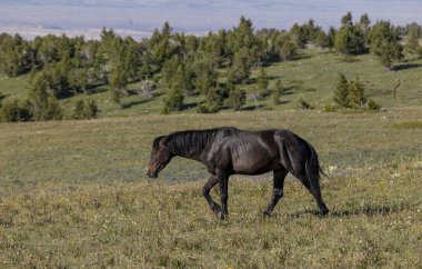 Yazın Montana 'daki Pryor Dağları' nda güzel vahşi bir at.
