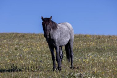 Yazın Montana 'daki Pryor Dağları' nda güzel vahşi bir at.
