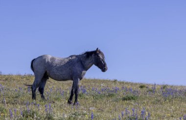 Yazın Montana 'daki Pryor Dağları' nda güzel vahşi bir at.