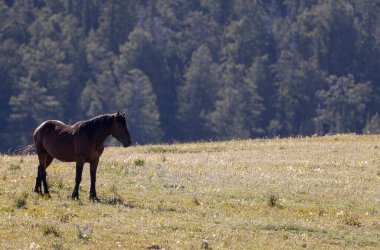 Yazın Montana 'daki Pryor Dağları' nda güzel vahşi bir at.
