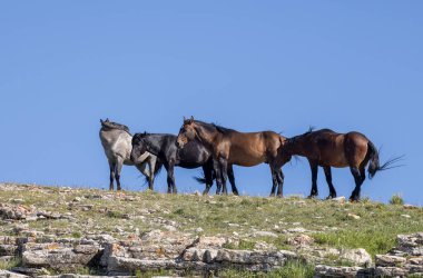 wild horses in summer in the Pryor Mountains Montana