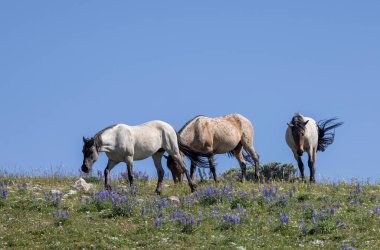 wild horses in summer in the Pryor Mountains Montana