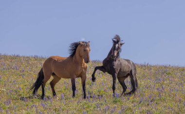 wild horses in summer in the Pryor Mountains Montana
