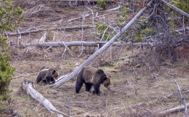 Baharda Yellowstone Ulusal Parkı 'nda bir boz ayı ve yavruları var.