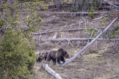 Baharda Yellowstone Ulusal Parkı 'nda bir boz ayı ve yavruları var.