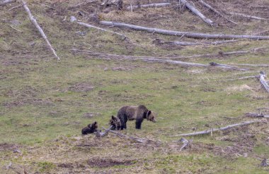 Baharda Yellowstone Ulusal Parkı 'nda bir boz ayı ve yavruları var.