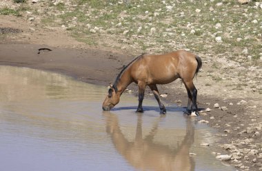 Montana 'daki Pryor Dağları' nda yazın bir su birikintisinde vahşi at.