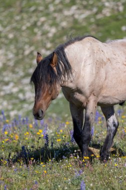 Pryor dağlarında vahşi bir at Yazın Montana 'da