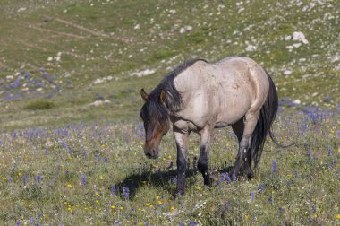 Pryor dağlarında vahşi bir at Yazın Montana 'da