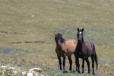 Yazın Montana 'daki Pryor Dağları' nda vahşi atlar